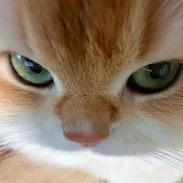 Sưu tầm meme bựa ảnh chế cực lầy