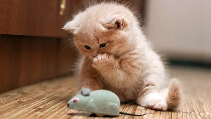 Cập nhật ngay ava mèo đôi cực yêu