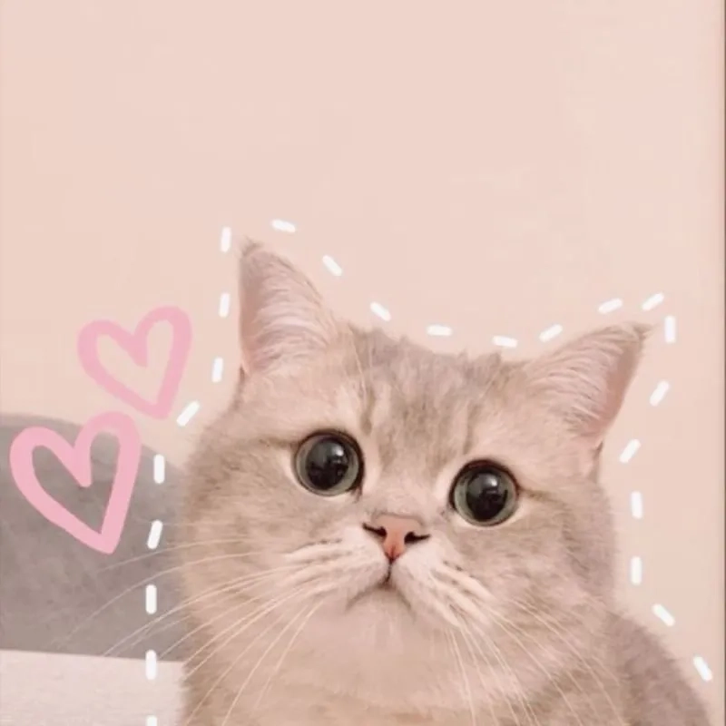 Tải ngay avatar ngộ nghĩnh ảnh mèo cute mới