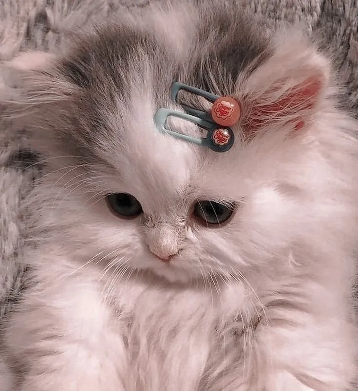 Cập nhật ngay avatar ảnh mèo cute xinh
