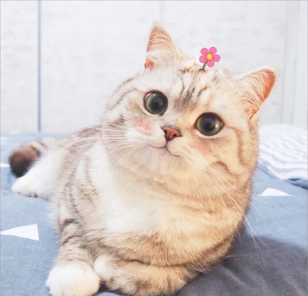 Khám phá bộ ava mèo cute mới nhất