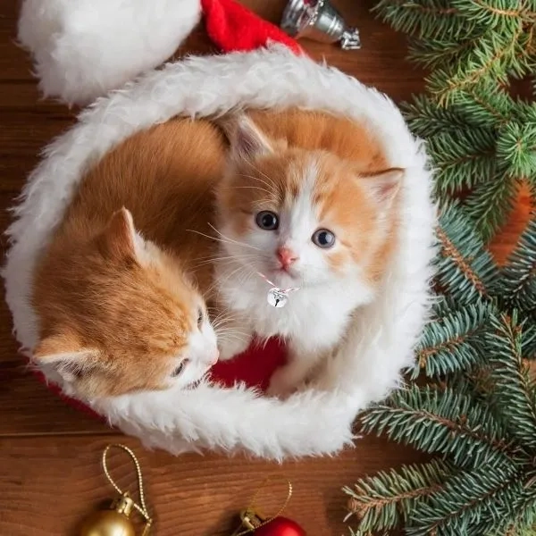 Tải ngay avt con mèo siêu đáng yêu