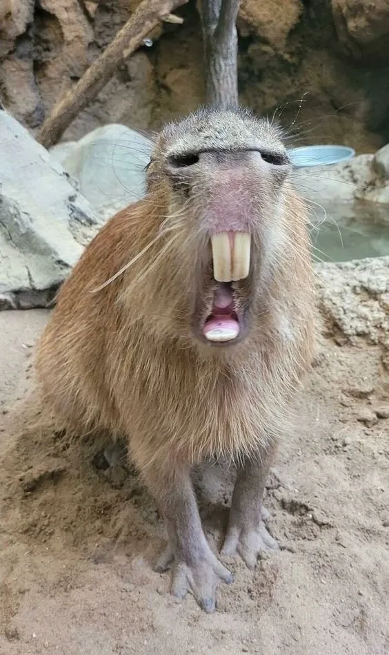 Chuẩn cute luôn là capybara cute meme