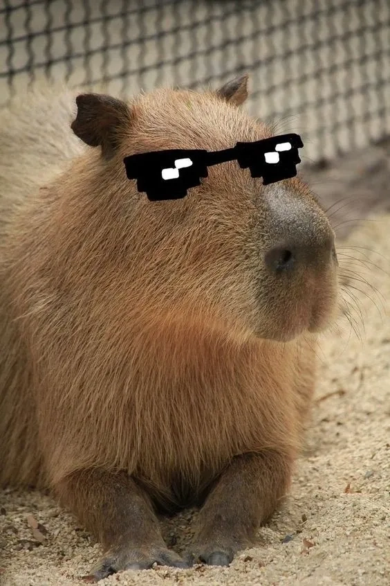 Cưng xỉu với ảnh capybara meme cute lan tỏa khắp mạng xã hội