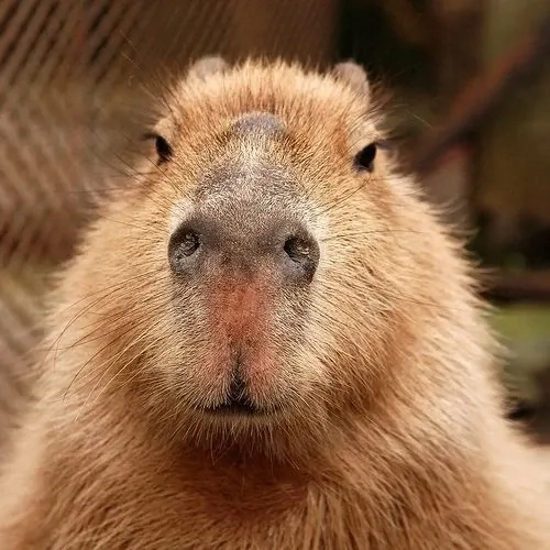 Lưu ngay bộ sưu tập hình capybara meme cực hiếm
