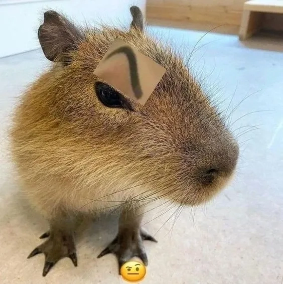 Siêu phẩm hài hước từ capybara chuột lang nước meme