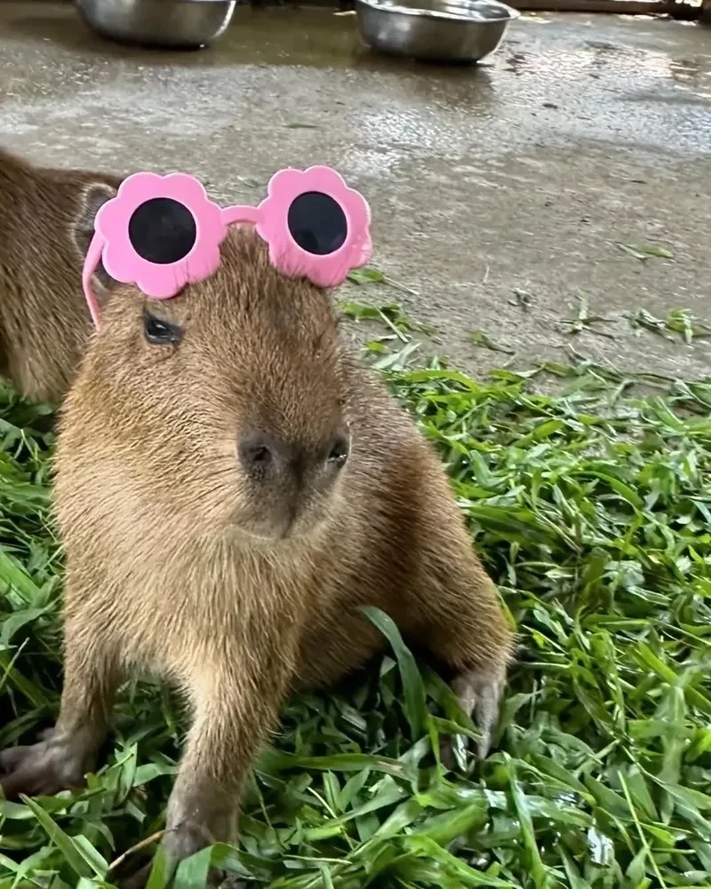 Màu hồng chưa bao giờ đáng yêu đến vậy với meme capybara màu hồng