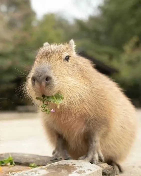 Đáng yêu mà hài hước chính là capybara meme funny