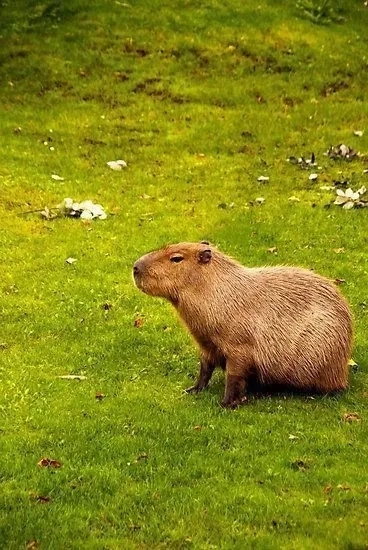Ngoại giao siêu đỉnh với capybara ngoại giao