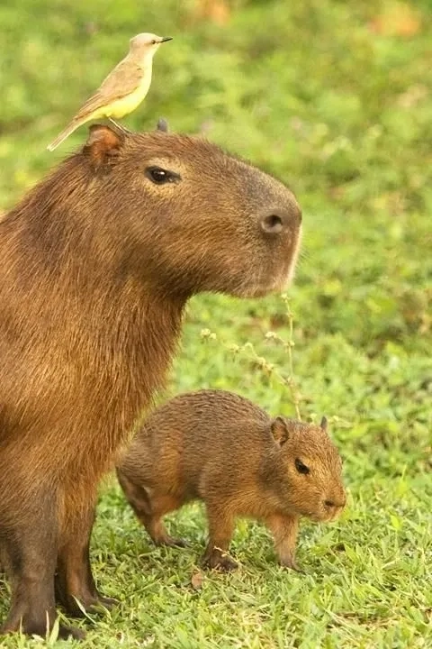 Cơ bắp mà vẫn đáng yêu là buff capybara meme