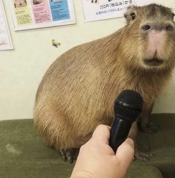 Meme trong meme gọi tên capybara capybara meme
