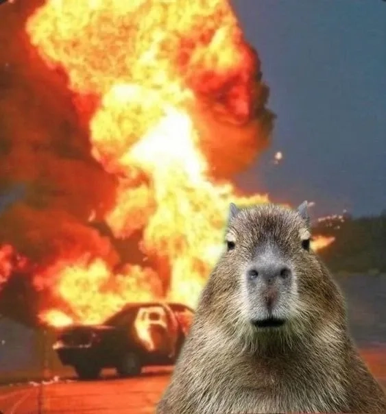 Lái xe chill đỉnh cao cùng capybara driving meme