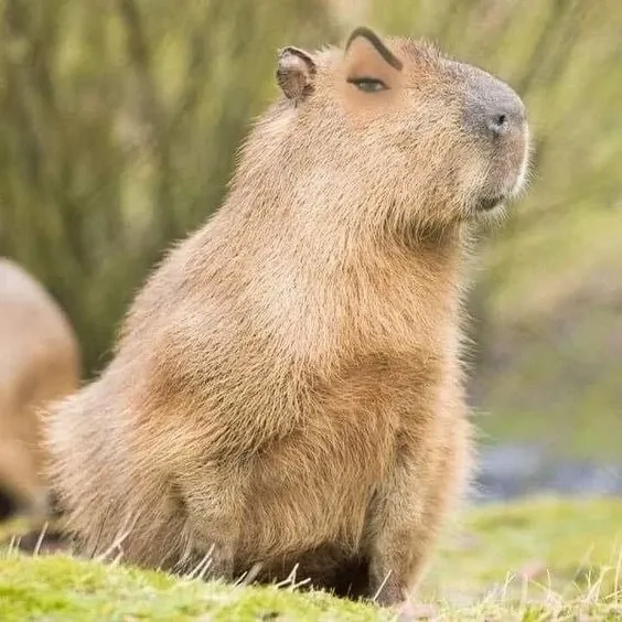 Ai mê capybara thì lưu ngay capybara meme images