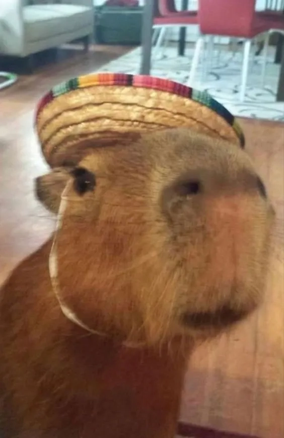 Chất hơn nước cất là buff capybara meme