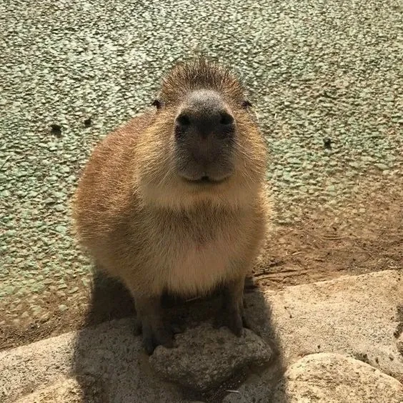 Cười bung nóc cùng capybara meme funny