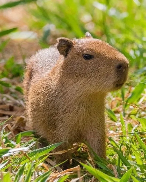 Vừa cool vừa dễ thương chính là chill capybara meme