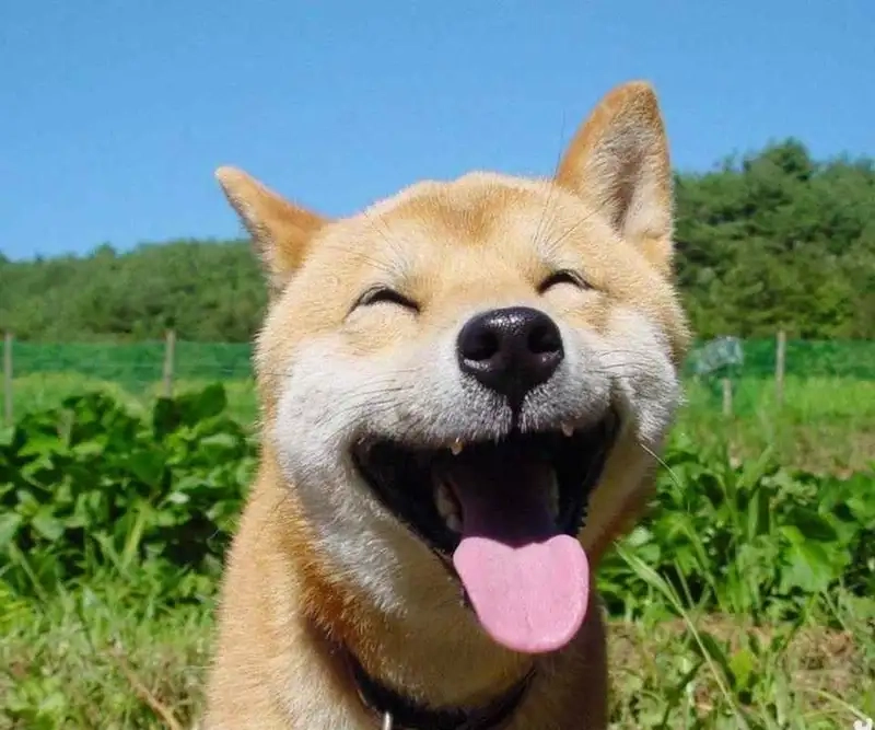 Tự tay sáng tạo ảnh meme từ cheems meme templates