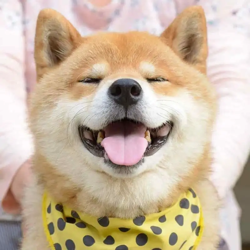 Tải ngay ảnh trong suốt cheems meme png để edit dễ dàng