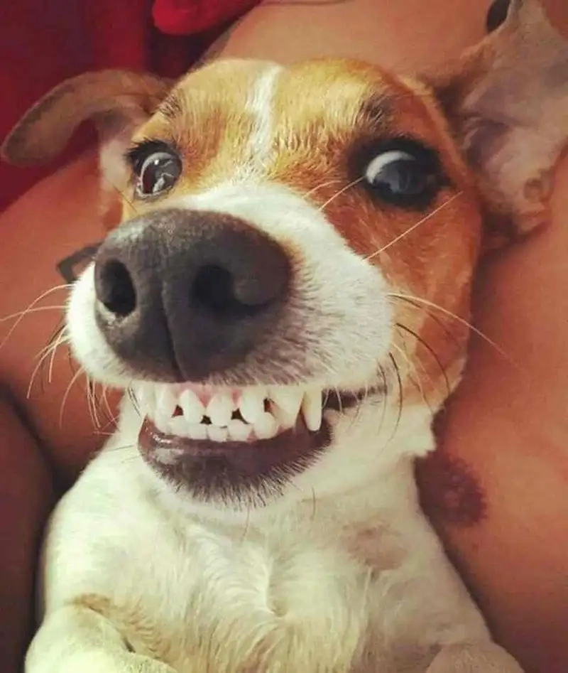 Dân mạng phát sốt với cheems meme vietnam