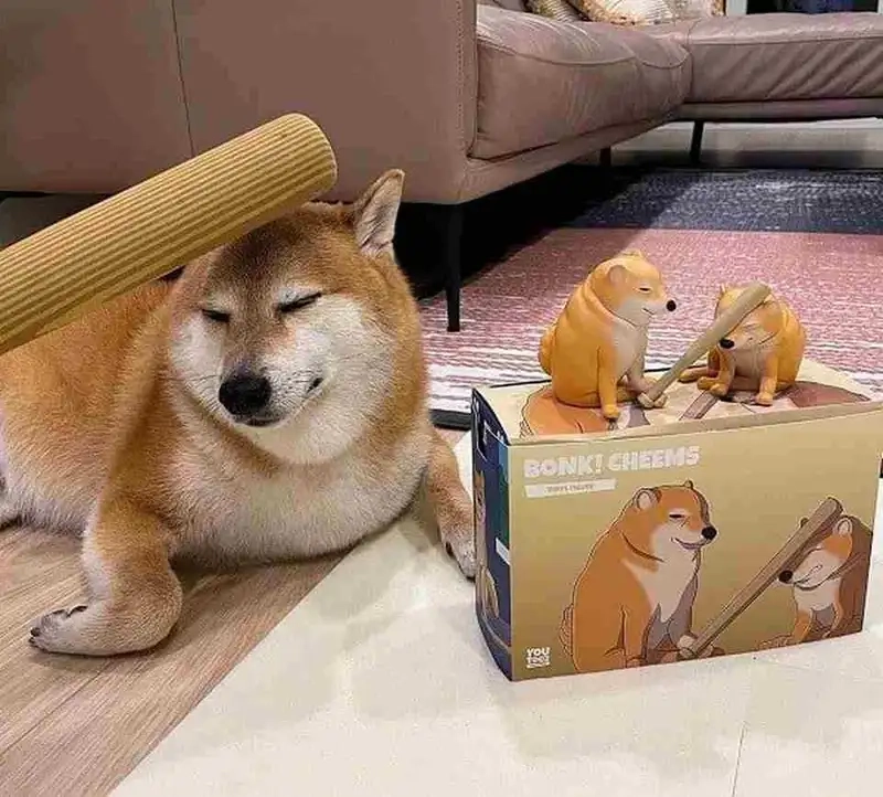 Mẫu meme cực hot từ Ấn Độ cheems meme template tamil