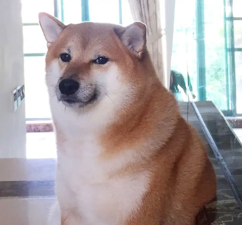 Chế bonk không thương tiếc bằng bonk cheems meme