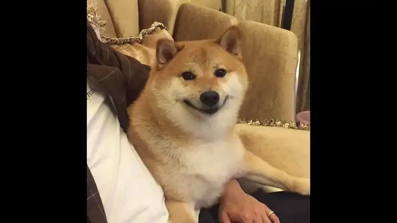 Khi Cheems buồn không nói nên lời sad cheems meme