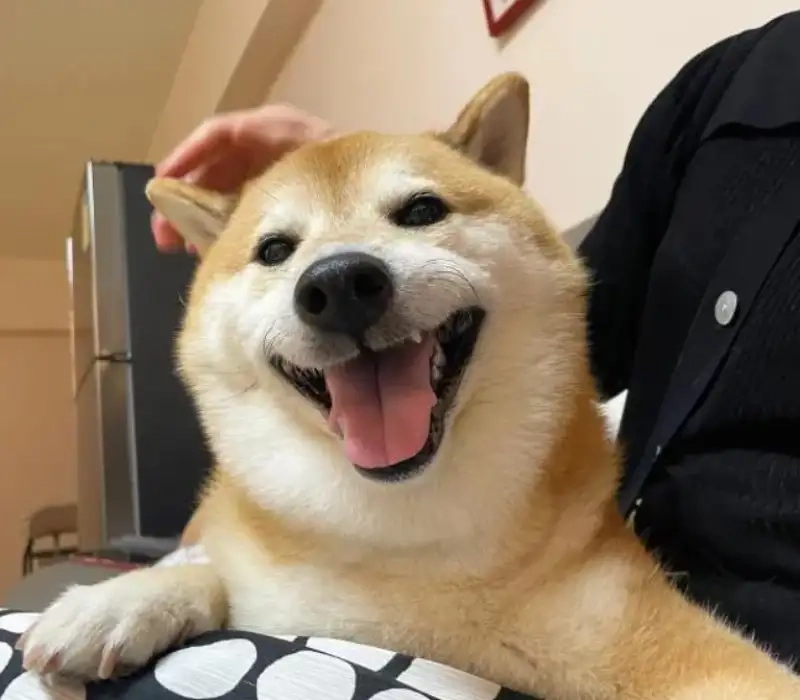 Lặn sâu vào cảm xúc cùng cheems meme sea