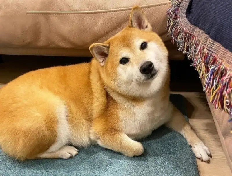 Nhìn đã thấy yêu ngay cheems meme cute