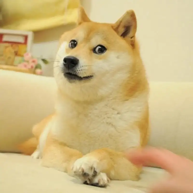 Dân mạng Việt săn lùng cheems meme vn