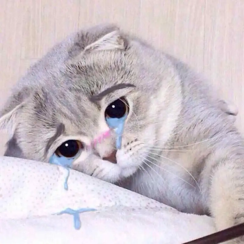 Khóc cười cùng cry cat meme hot nhất mạng xã hội