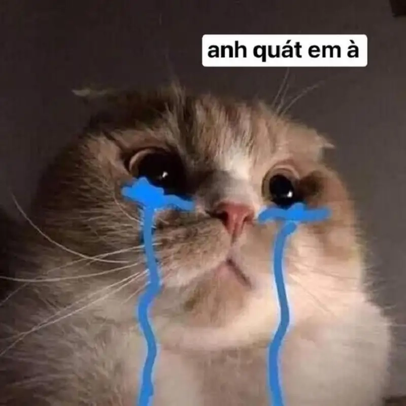 Dân tình rần rần với loạt cat meme cry đầy biểu cảm