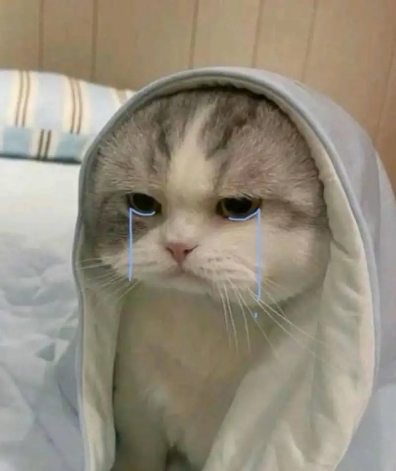 Bộ sưu tập meme crying cat cưng xỉu cho fan mèo