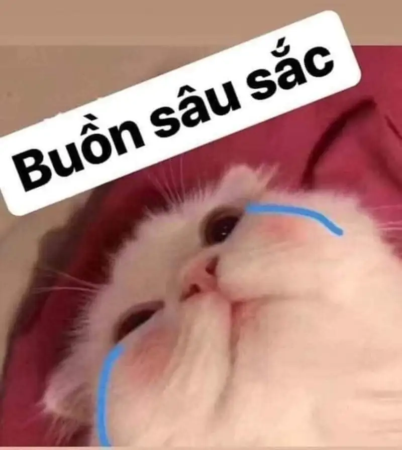 Lạc vào thế giới meme cry cat đầy cảm xúc
