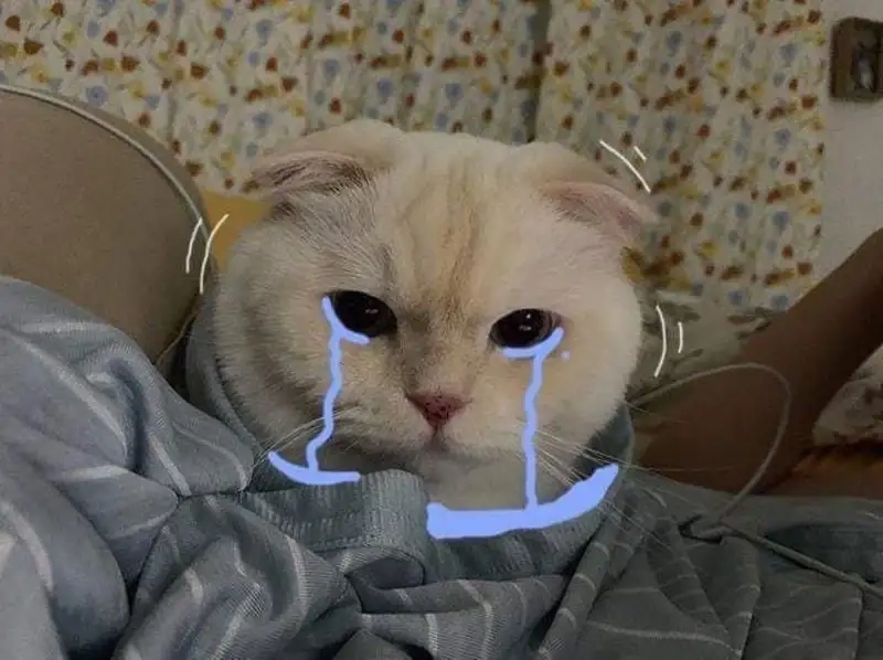 Gây bão với ảnh cry meme cat siêu hài hước