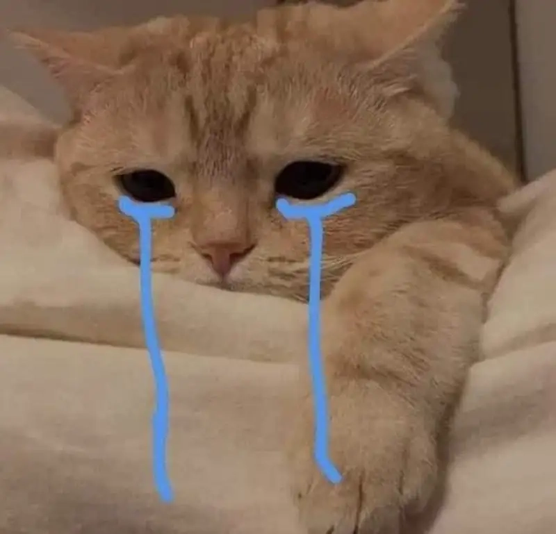 Gây sốt cộng đồng mạng với cat cry when holding phone meme