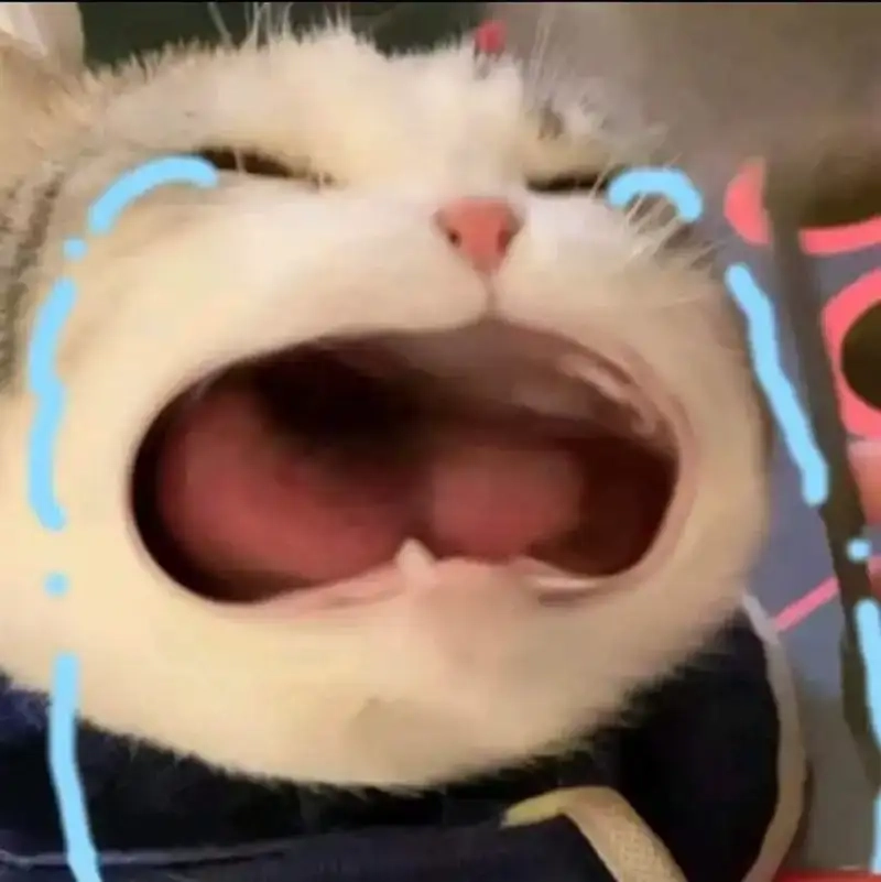 Dân mạng thích thú với crying cats meme biểu cảm đỉnh cao