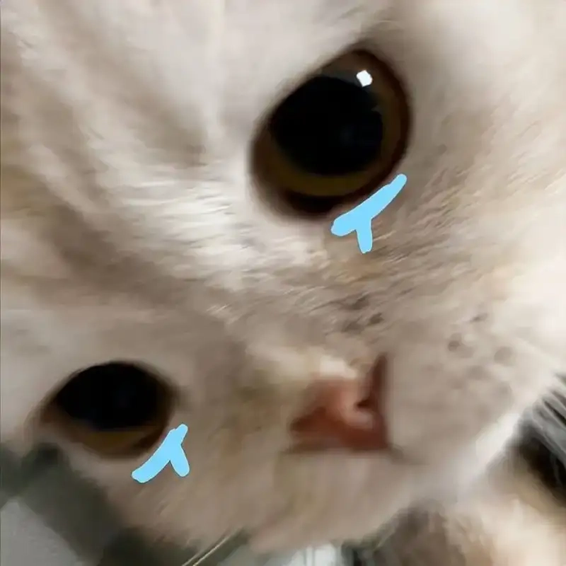 Không nhịn được cười với mèo cry meme hài hước