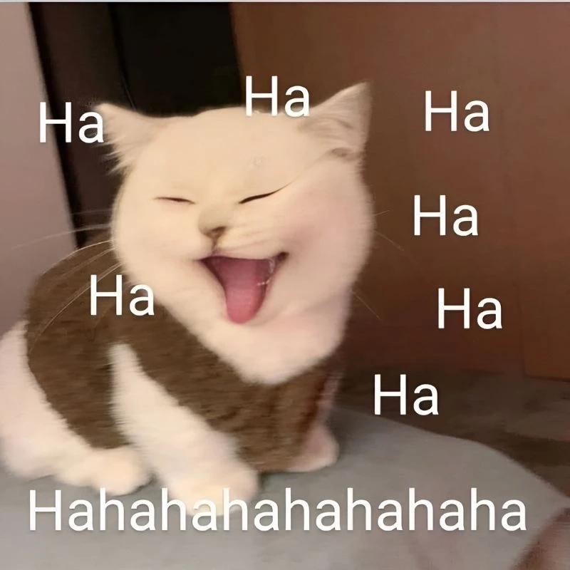 Nụ cười ranh mãnh đến từ meme mèo cười nhe răng