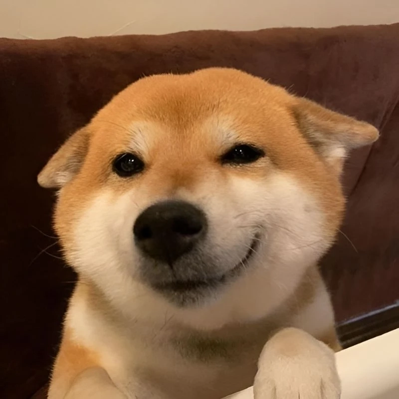 Không ai cưỡng lại nổi chó shiba cười meme