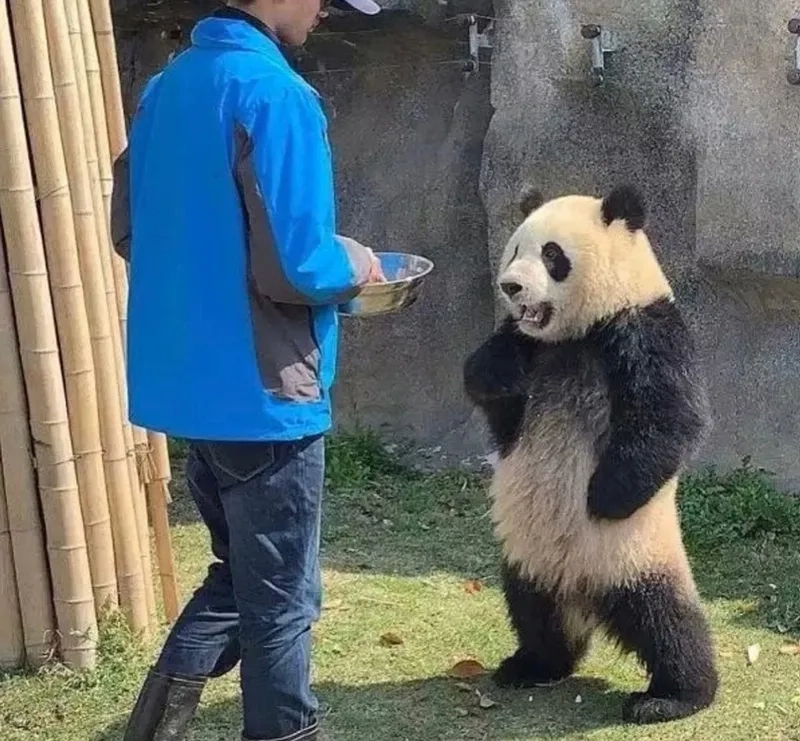 Gật đầu nhẹ cái là meme gấu trúc ok liền