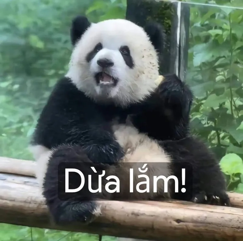 Gấu trúc đêm thức trắng meme gấu trúc mắt thâm đầy tâm trạng