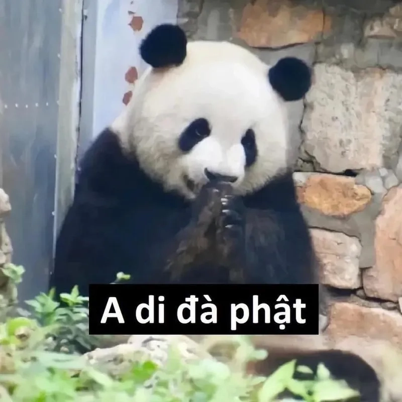Vui nhộn không tưởng với ảnh hài hước meme gấu trúc