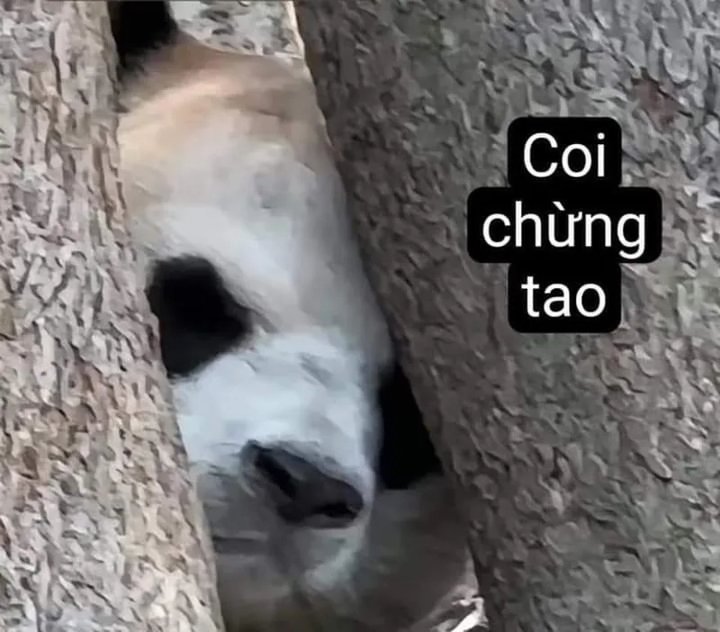 Khi gấu trúc biết crush meme gấu trúc yêu nhẹ nhàng