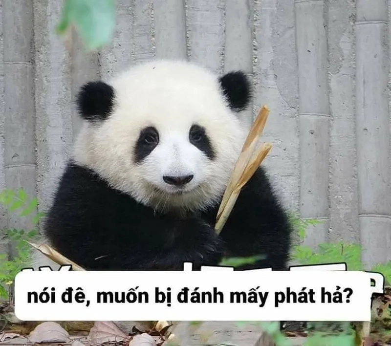 Mê không dứt với ảnh meme gấu trúc bựa cực chất