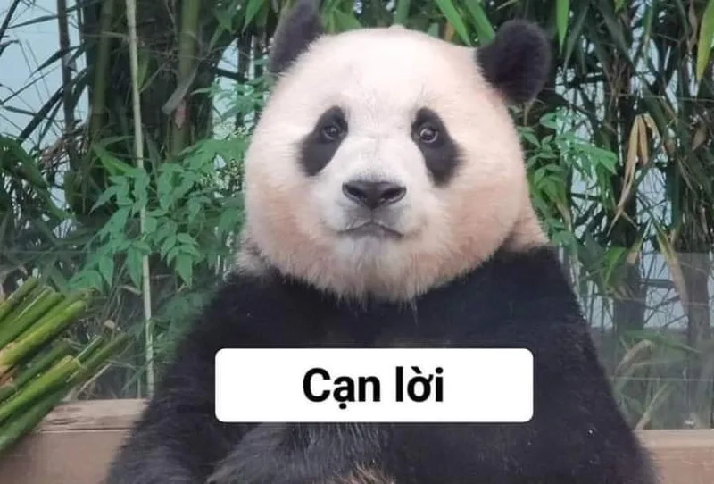 Gấu trúc phiên bản Trung đang viral gấu trúc meme trung quốc