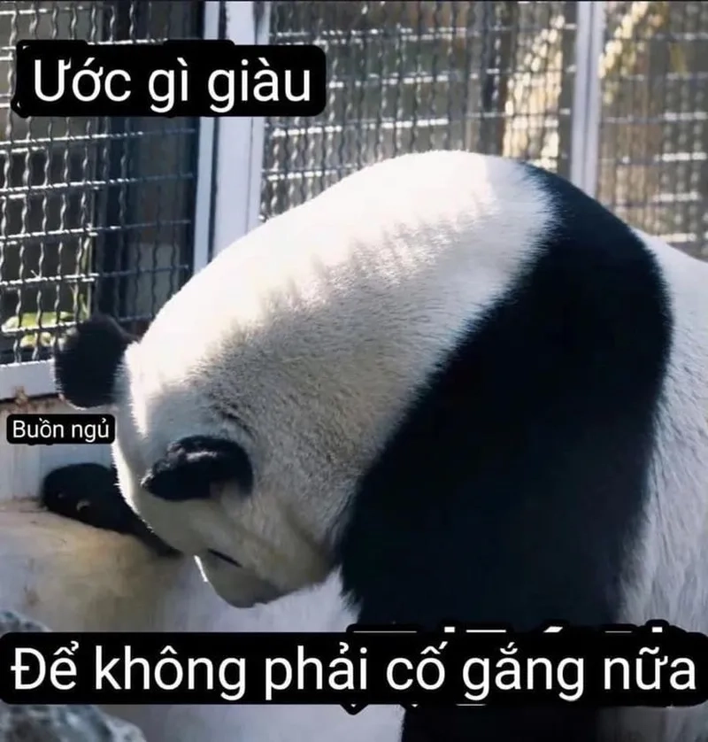 Uể oải cả ngày với meme gấu trúc mệt mỏi