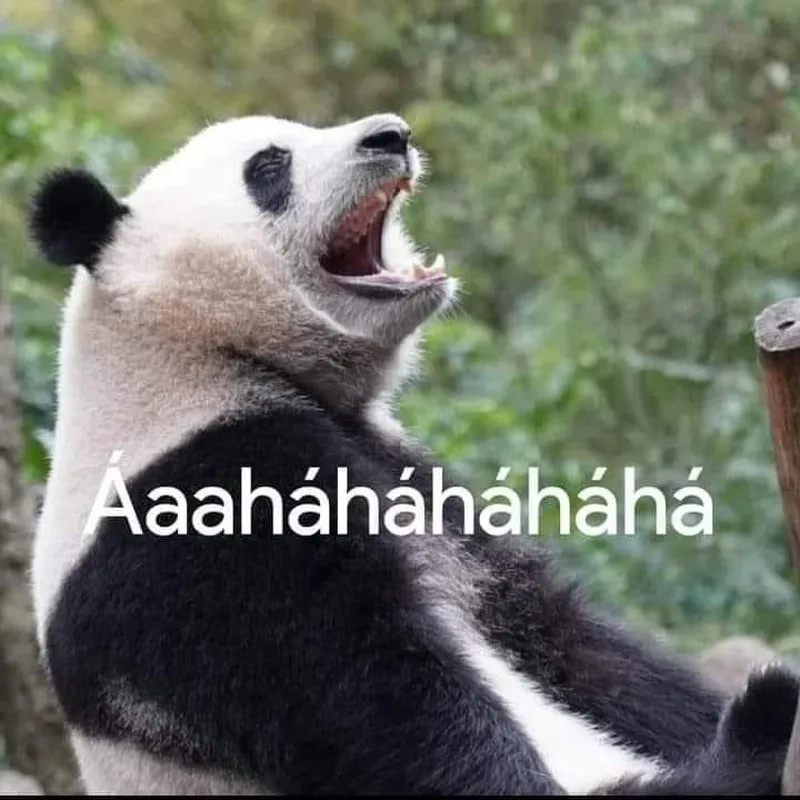 Khóc nhưng vẫn cười như gấu meme gấu trúc khóc cười