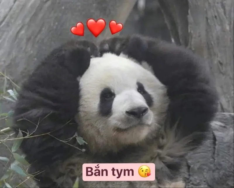Tim bay vèo với meme gấu trúc thả tim