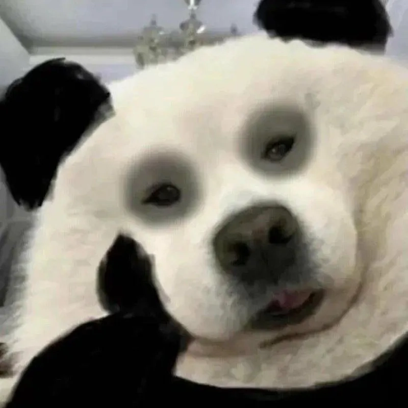 Câu nói đắt giá trong meme gấu trúc thật