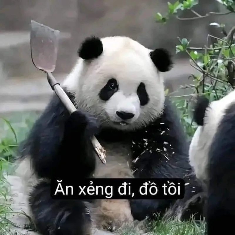 Đáng yêu không thể chối từ meme gấu trúc cute